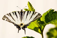 Czarny biały motyl w dzikim Obrazy Stock Czarny biały motyl w dzikim Obrazy Stock