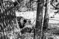 Czarny i biały fotografia rżnięty puszka drzewo bobrami fotografia stock Czarny i biały fotografia rżnięty puszka drzewo bobrami fotografia stock