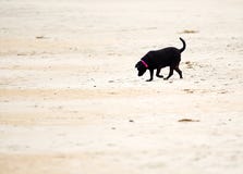 Czarny Labrador retriever bawić się na piaskowatej plaży zdjęcie stock Czarny Labrador retriever bawić się na piaskowatej plaży zdjęcie stock