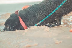 Czarny Labrador Retriever głębienie w piasku na plaży Piękny śmieszny psi szczęśliwy przy plażą obrazy stock Czarny Labrador Retriever głębienie w piasku na plaży Piękny śmieszny psi szczęśliwy przy plażą obrazy stock