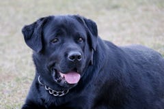 Czarny labradora bagno aggressivly patrzeje zdjęcie royalty free Czarny labradora bagno aggressivly patrzeje zdjęcie royalty free