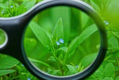 Czarny magnifier wzrasta ma?ych dzikich b??kitnych kwiaty z zielonymi li??mi obrazy stock Czarny magnifier wzrasta ma?ych dzikich b??kitnych kwiaty z zielonymi li??mi obrazy stock