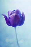 czarny tulipan Obrazy Royalty Free czarny tulipan Obrazy Royalty Free