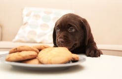 Czekoladowy Labrador Retriever szczeniak blisko matrycuje fotografia stock Czekoladowy Labrador Retriever szczeniak blisko matrycuje fotografia stock