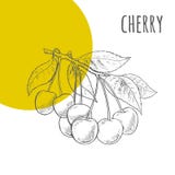 Czereśniowy freehand ołówek rysujący nakreślenie ilustracja wektor Czereśniowy freehand ołówek rysujący nakreślenie ilustracja wektor