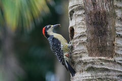 Czerni cheeked dzięcioła dzióbać kokosowego bagażnika, Costa Rica fotografia stock Czerni cheeked dzięcioła dzióbać kokosowego bagażnika, Costa Rica fotografia stock