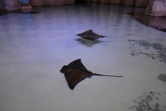 Czerni łaciasty stingray obrazy stock Czerni łaciasty stingray obrazy stock