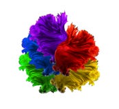 Czerwone purpury zielenieją kolor żółtego f i błękitnego koloru smoka siamese bój Zdjęcie Royalty Free Czerwone purpury zielenieją kolor żółtego f i błękitnego koloru smoka siamese bój Zdjęcie Royalty Free