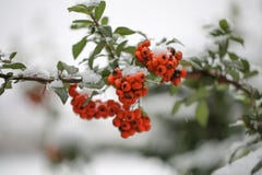 Czerwone wiązki zakrywać z pierwszy śniegiem rowan zdjęcie stock Czerwone wiązki zakrywać z pierwszy śniegiem rowan zdjęcie stock