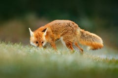 Czerwonego Fox doskakiwanie, Vulpes vulpes, przyrody scena od Europa Pomarańczowy futerkowego żakieta zwierzę w natury siedlisku obrazy stock Czerwonego Fox doskakiwanie, Vulpes vulpes, przyrody scena od Europa Pomarańczowy futerkowego żakieta zwierzę w natury siedlisku obrazy stock
