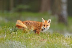 Czerwonego Fox doskakiwanie, Vulpes vulpes, przyrody scena od Europa Pomarańczowy futerkowego żakieta zwierzę w natury siedlisku fotografia royalty free Czerwonego Fox doskakiwanie, Vulpes vulpes, przyrody scena od Europa Pomarańczowy futerkowego żakieta zwierzę w natury siedlisku fotografia royalty free