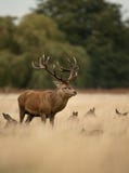 Czerwonego rogacza jeleń (Cervus elaphus) zdjęcie stock Czerwonego rogacza jeleń (Cervus elaphus) zdjęcie stock