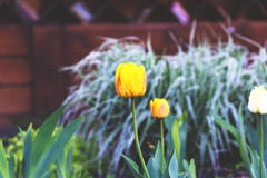 Czerwoni i żółci tulipany na kwiatu ogródzie fotografia stock Czerwoni i żółci tulipany na kwiatu ogródzie fotografia stock