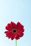 Czerwony aksamitny Gerbera kwiat na pastelowym błękitnym tle zdjęcia stock Czerwony aksamitny Gerbera kwiat na pastelowym błękitnym tle zdjęcia stock