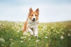 Czerwony Border collie psa bieg w łące