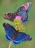 czerwony dostrzegająca motyl fioletowy
