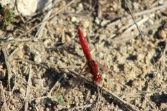 Czerwony Dragonfly obrazy royalty free Czerwony Dragonfly obrazy royalty free