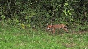 Czerwony Fox, vulpes vulpes, Dorosły bieg na trawie, Normandy w Francja zdjęcie wideo Czerwony Fox, vulpes vulpes, Dorosły bieg na trawie, Normandy w Francja zdjęcie wideo