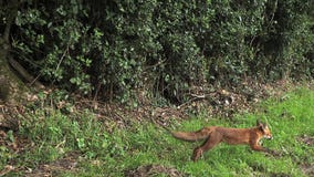 Czerwony Fox, vulpes vulpes, Dorosły bieg na trawie, Normandy w Francja zbiory wideo Czerwony Fox, vulpes vulpes, Dorosły bieg na trawie, Normandy w Francja zbiory wideo