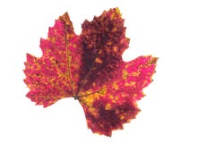 Czerwony koloru żółtego i brązu staind na winogradzie leaf w jesień kolorycie Zdjęcia Stock Czerwony koloru żółtego i brązu staind na winogradzie leaf w jesień kolorycie Zdjęcia Stock