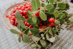 Czerwony Lingonberry w lasowych Brusznicowych eurasian florach, lasowy lingonberry zdjęcia royalty free Czerwony Lingonberry w lasowych Brusznicowych eurasian florach, lasowy lingonberry zdjęcia royalty free