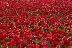 Czerwony ranunculus pole w Izrael Perscy jaskieru kwitnienia kwiaty zdjęcia stock Czerwony ranunculus pole w Izrael Perscy jaskieru kwitnienia kwiaty zdjęcia stock
