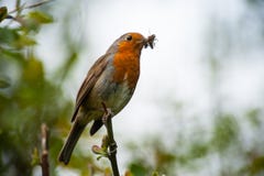 Czerwony rudzika ptak je insekta fotografia stock Czerwony rudzika ptak je insekta fotografia stock