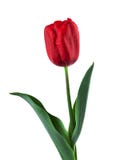 Znalezione obrazy dla zapytania: tulipan