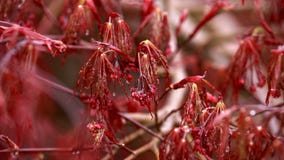 Czerwony ulistnienie i kwiaty płaczący Laceleaf Klonowego drzewa Acer Japoński palmatum w ogródzie fotografia royalty free Czerwony ulistnienie i kwiaty płaczący Laceleaf Klonowego drzewa Acer Japoński palmatum w ogródzie fotografia royalty free