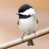 Czerń Nakrywający Chickadee Życzliwy Mały Śliczny ptak zdjęcia stock Czerń Nakrywający Chickadee Życzliwy Mały Śliczny ptak zdjęcia stock