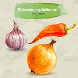 Czosnek, gorący pieprz i cebula, Wektorowa ręka rysujący akwareli warzywa set Zdjęcia Stock Czosnek, gorący pieprz i cebula, Wektorowa ręka rysujący akwareli warzywa set Zdjęcia Stock