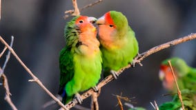 Czule Różowi stawiający czoło Lovebirds obrazy royalty free Czule Różowi stawiający czoło Lovebirds obrazy royalty free