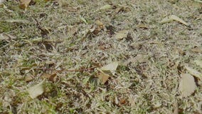 Cámara lenta de la mariposa blanca y amarilla que recoge el néctar almacen de video Cámara lenta de la mariposa blanca y amarilla que recoge el néctar almacen de video