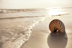 Cáscara del nautilus en una arena de la playa del océano del mar foto de archivo Cáscara del nautilus en una arena de la playa del océano del mar foto de archivo