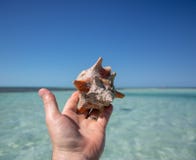 Cáscara hermosa en una playa arenosa tropical que es sostenida por un hombre fotos de archivo Cáscara hermosa en una playa arenosa tropical que es sostenida por un hombre fotos de archivo