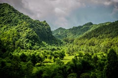 Cat Ba Island Rainforest royalty free stock images Cat Ba Island Rainforest royalty free stock images