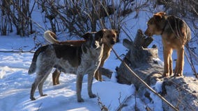 Cães Cães