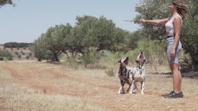 Cães Dalmatian que jogam e que saltam na floresta filme Cães Dalmatian que jogam e que saltam na floresta filme