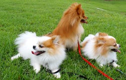 Cães de Pomeranian imagem de stock royalty free Cães de Pomeranian imagem de stock royalty free