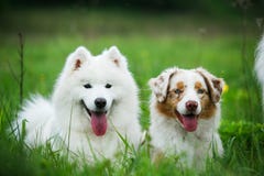 Cães felizes dos amigos fotos de stock royalty free Cães felizes dos amigos fotos de stock royalty free