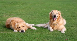 Cães felizes e tristes Cães felizes e tristes