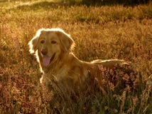 Cão Cão