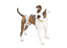 Cão atento de Staffordshire Terrier isolado no branco foto de stock royalty free Cão atento de Staffordshire Terrier isolado no branco foto de stock royalty free