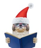 Cão bonito de Santa com vidros que lê um livro fotografia de stock royalty free Cão bonito de Santa com vidros que lê um livro fotografia de stock royalty free