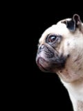 Cão bonito do Pug fotografia de stock Cão bonito do Pug fotografia de stock
