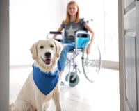 Cão bonito do serviço e menina borrada na cadeira de rodas fotografia de stock Cão bonito do serviço e menina borrada na cadeira de rodas fotografia de stock