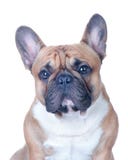 Cão, buldogue francês bonito, fotografia de stock royalty free Cão, buldogue francês bonito, fotografia de stock royalty free