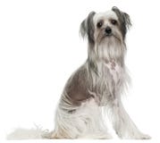 Cão com crista chinês, 11 meses velho, sentando-se fotografia de stock royalty free Cão com crista chinês, 11 meses velho, sentando-se fotografia de stock royalty free