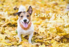 Cão com expressão feliz e grata da cara nas folhas de outono da queda como um conceito da ação de graças imagem de stock royalty free Cão com expressão feliz e grata da cara nas folhas de outono da queda como um conceito da ação de graças imagem de stock royalty free