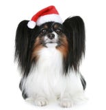 Cão da raça de Papillon no chapéu vermelho do Natal foto de stock royalty free Cão da raça de Papillon no chapéu vermelho do Natal foto de stock royalty free